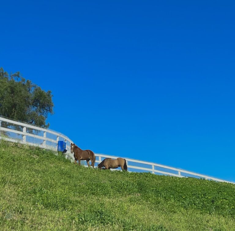 Green prairie with 2 horses and a blue sky