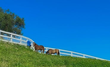Green prairie with 2 horses and a blue sky